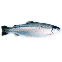 春播冰鮮水產大西洋三文魚整條裝  6-7kg