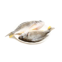福建東山島海釣活凍黃翅魚450g（2條）