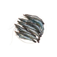 东山岛海捕活冻黑虎虾250g（8-10只）×2