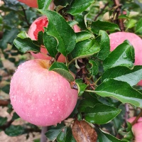 秋日丰收计划 采摘生态苹果共20斤
